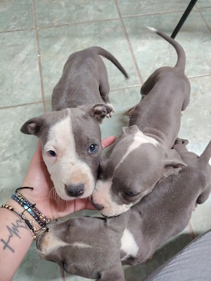 Vând pui de Amstaff Blue  - imagine 3