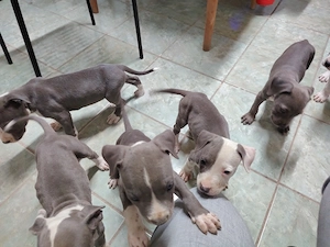 Vând pui de Amstaff Blue  - imagine 4