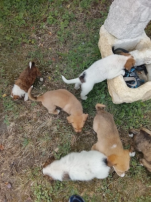 de vanzare câini pui fete si băieți - imagine 3