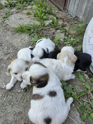 shi tzu pui - imagine 3