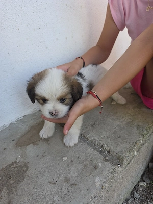 shi tzu pui