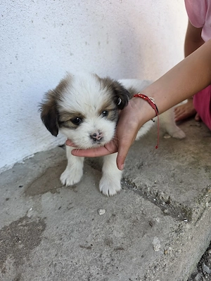 shi tzu pui