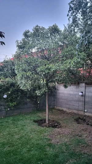Vand Photinia 4 metri coronament 3 metri
