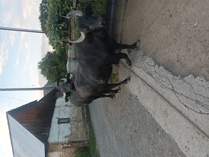 Bivoliță de vânzare.