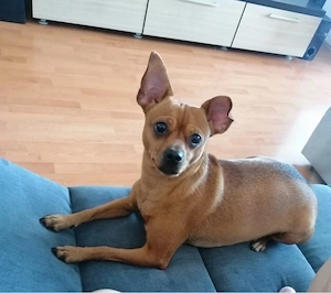 Pentru adoptie!