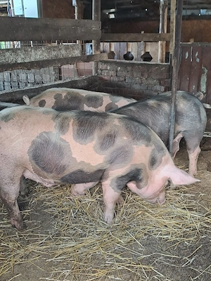 porci de tinut sau taiat - imagine 3