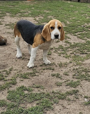 Vând beagle jucăuși cu vârsta de 3 luni - imagine 5