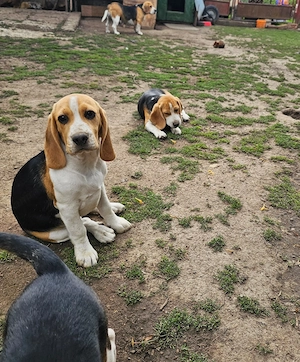 Vând beagle jucăuși cu vârsta de 3 luni - imagine 2