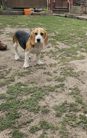 Vând beagle jucăuși cu vârsta de 3 luni - imagine 4