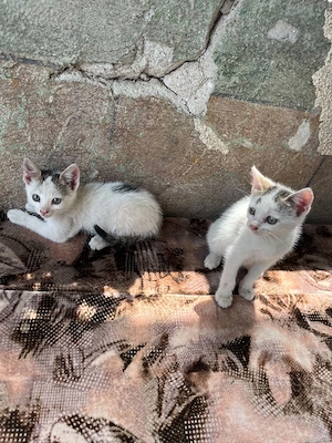 Un baietel si o fetita pentru donatie