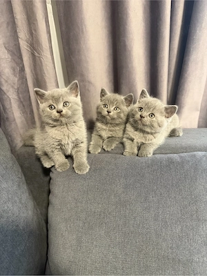 british shorthair blue  - imagine 4