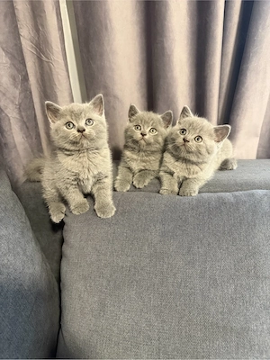 british shorthair blue  - imagine 3