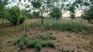 vanzare casa 4 camere in loc Bodrogu Nou - imagine 10