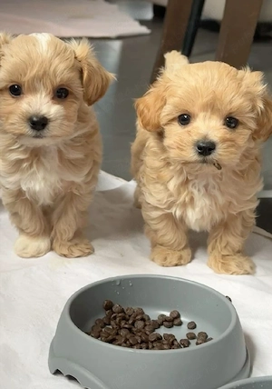 Maltipoo Băiat și Fată 