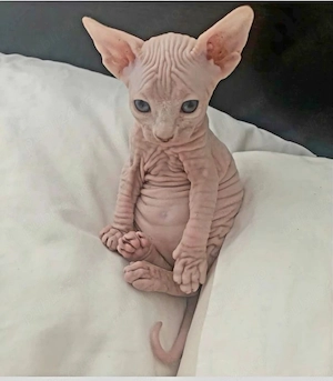 Pisoi Sphynx Canadian