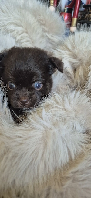 chihuahua baietel ciocolatiu cu ochi albastri - imagine 5