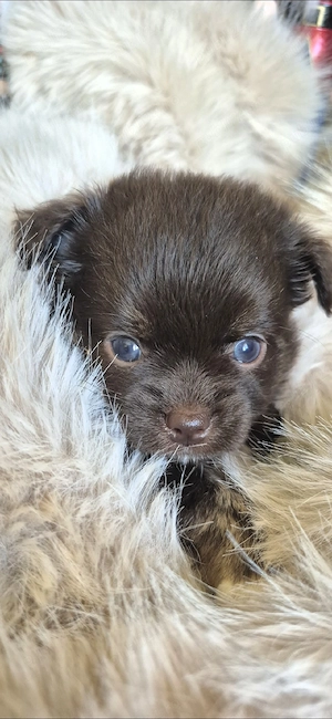 chihuahua baietel ciocolatiu cu ochi albastri - imagine 1