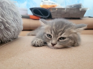 British Shorthair silver - imagine 5