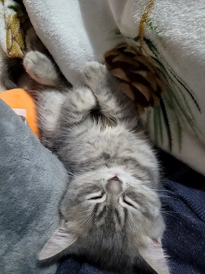British Shorthair silver - imagine 2