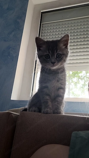 British Shorthair silver - imagine 7