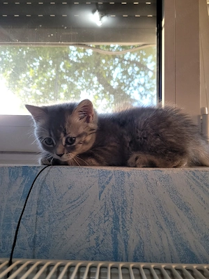 British Shorthair silver - imagine 6