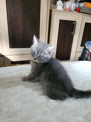 British Shorthair silver - imagine 4
