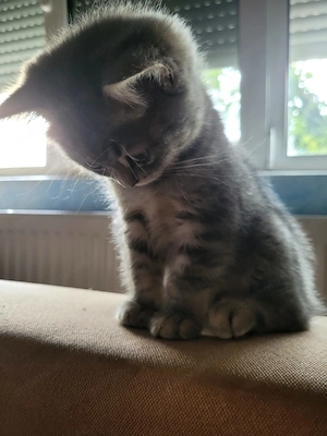 British Shorthair silver - imagine 3