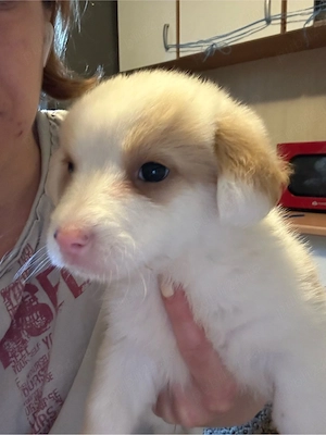 Puiuti metis spre adoptie
