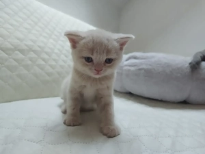 Pisici british shorthair  - imagine 2