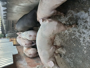 Porci 110 130kg - imagine 3