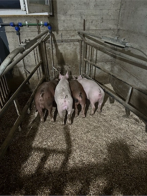 vand porci,purcei foarte frumosi pentru protap - imagine 4