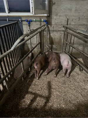 vand porci,purcei foarte frumosi pentru protap - imagine 2