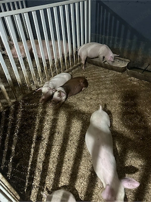 vand porci,purcei foarte frumosi pentru protap - imagine 3