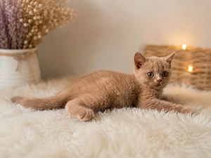 Vand pisoi british shorthair  - imagine 5