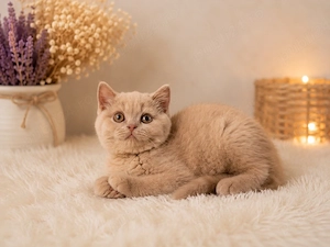 Vand pisoi british shorthair  - imagine 4
