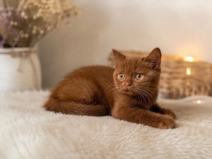 Vand pisoi british shorthair  - imagine 2