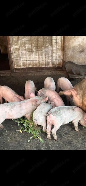 vand porci marele alb