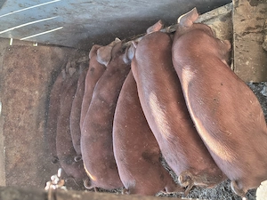 Vand soldani duroc !!!