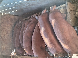 Vand soldani duroc !!!!