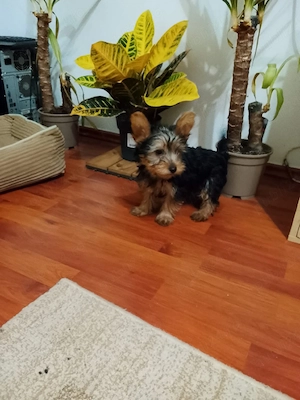 yorkshire terrier baietel