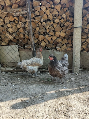 Disponibil cocoș moțat+ găini moțate. Pot da doua găini cu ouă albastru verzui  - imagine 4