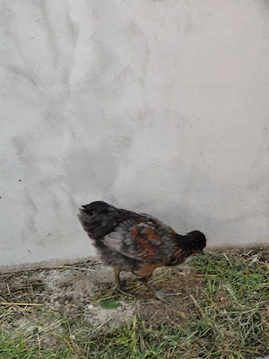 Puicuțe 2026 tineret 