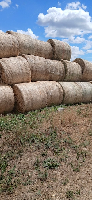  Baloți de lucernă 