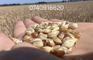 Vand cereale direct din camp grâu 