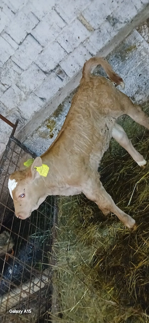 vand tauras baltat de 1 săptămână 