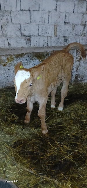 vand tauras baltat de 1 săptămână  - imagine 2