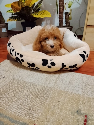 Maltipoo pudel baiatel , doua vaccinuri!  - imagine 2