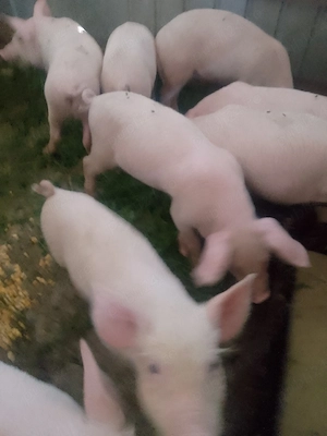 Purceii rasă Marele Alb 