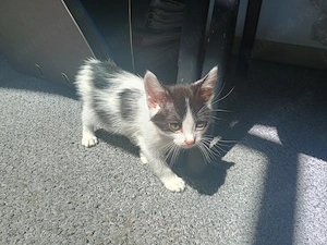 ofer gratuit spre adoptie baietel pisoi 1 luna 