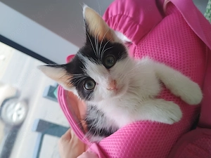 ofer gratuit spre adoptie baietel pisoi 1 luna  - imagine 5